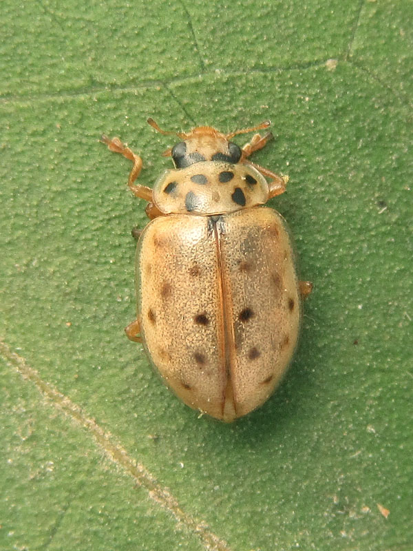 Coccinellidae: Anisosticta novedecimpunctata